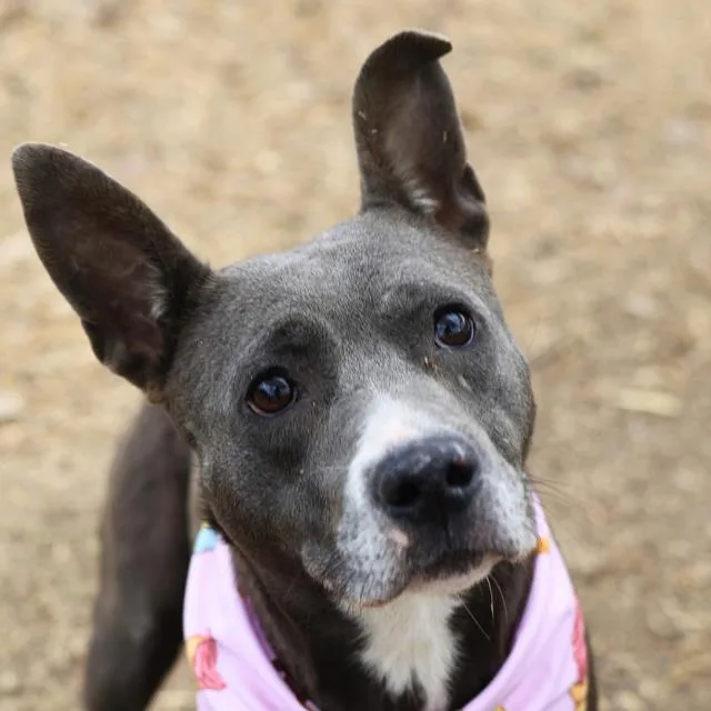 A young medium-sized female Staffordshire Bull Terrier dog named Teacup for adoption in San Antonio, TX
