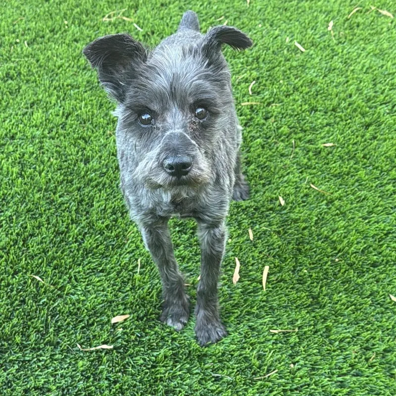 A senior small-sized female Miniature Schnauzer dog named Truffles for adoption in Homer Glen, IL