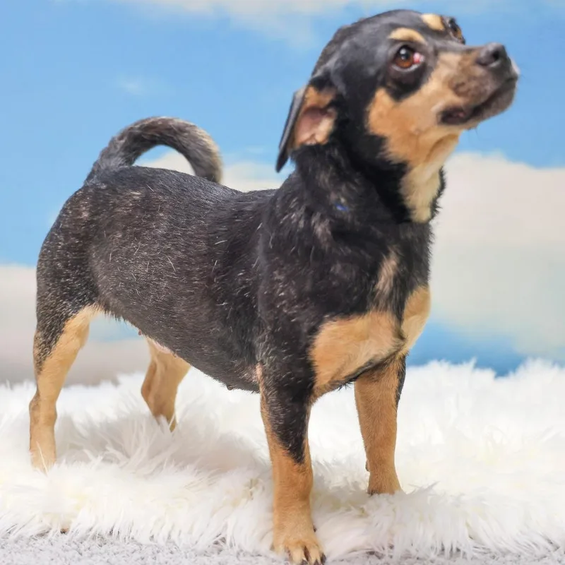 A young small-sized female Black Chihuahua dog named Bibi for adoption in Casa Grande, AZ
