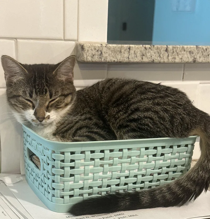 A young medium-sized female Tabby cat named Maggie for adoption in Keller, TX