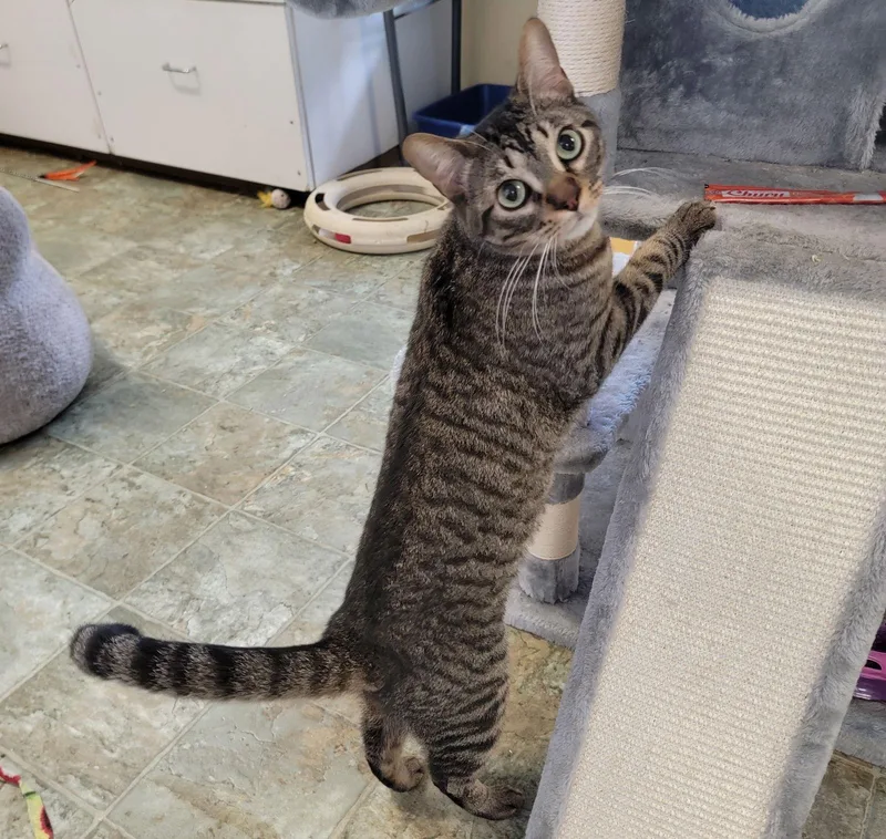 Han Takecharge thumbnail 3