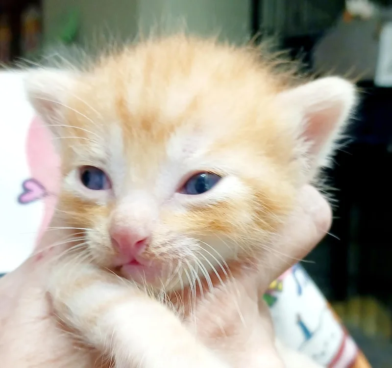 A baby medium-sized male Tabby (Orange / Red) Domestic Short Hair cat named Jellybean for adoption in Bulverde, TX