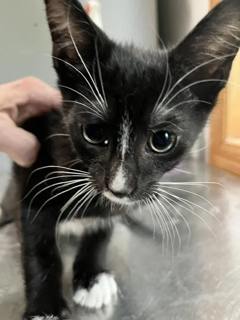 A baby small-sized male Black & White / Tuxedo Domestic Short Hair cat named Dallas for adoption in Anoka, MN