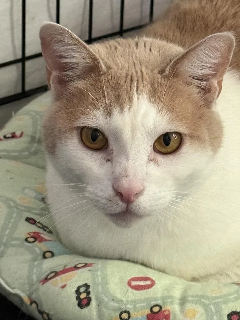 A young medium-sized male Domestic Short Hair cat named Rogue for adoption in Ontario, OR