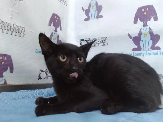 A baby small-sized male Domestic Short Hair cat named Cloud for adoption in Orlando, FL