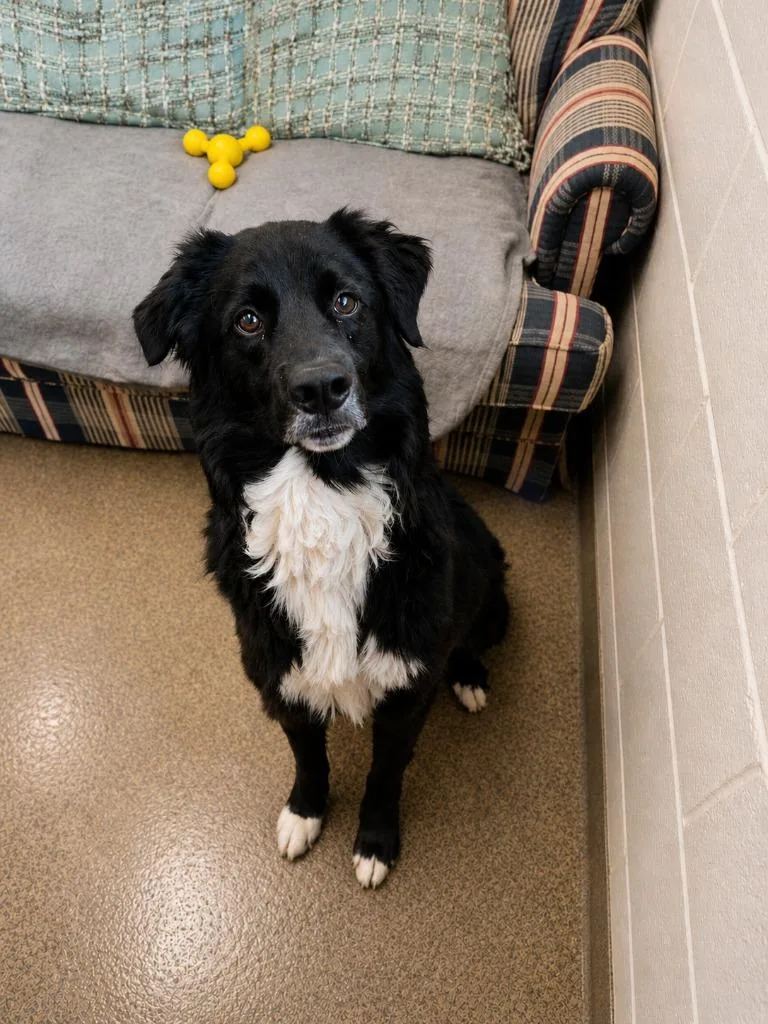 A young medium-sized male Mixed Breed dog named Oreo for adoption in Rome, GA