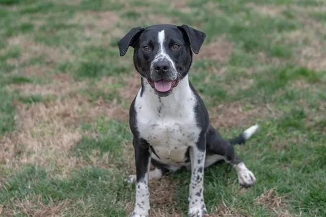 A young medium-sized female Labrador Retriever dog named Romy for adoption in York, SC