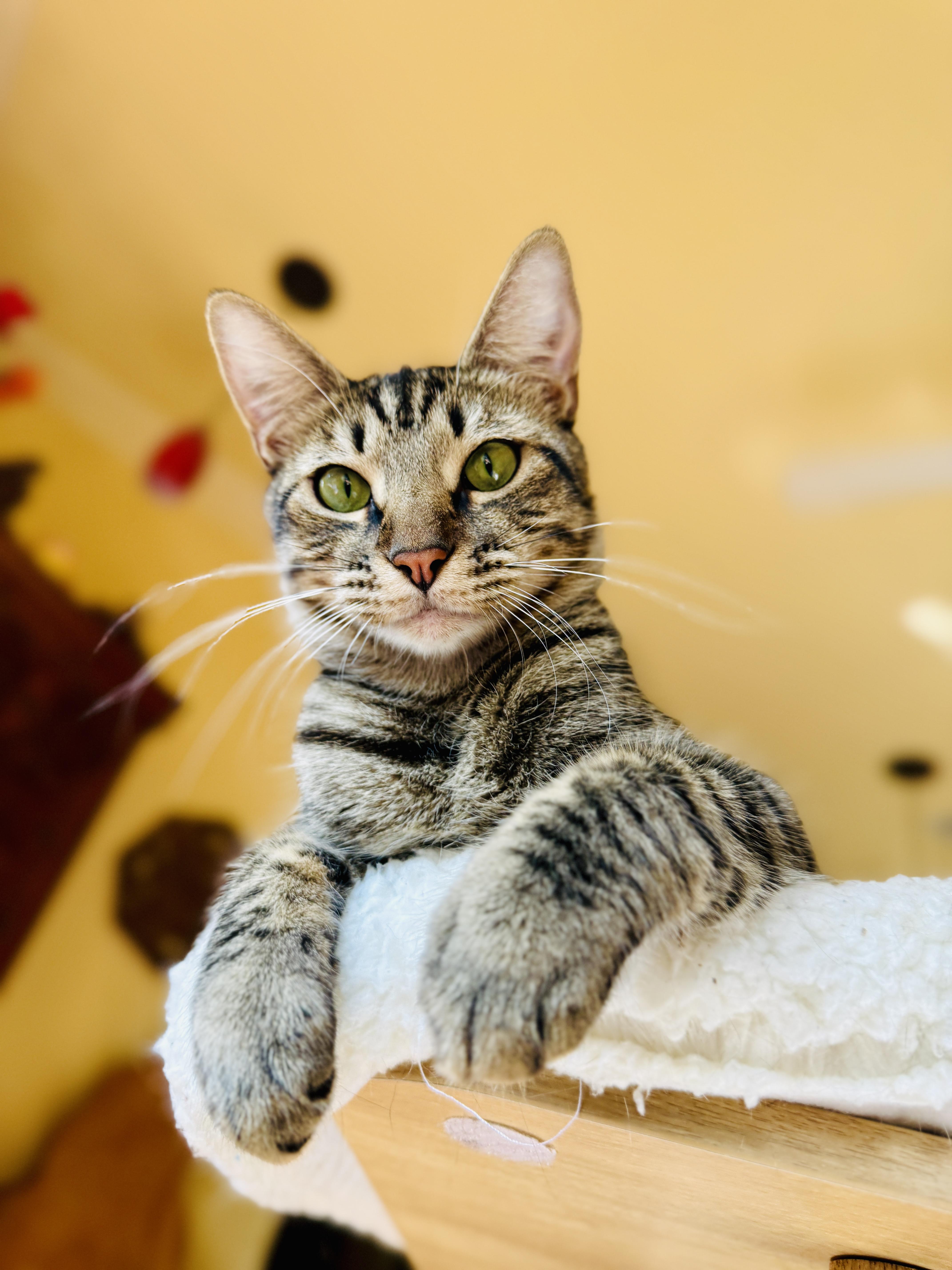 A young medium-sized male Domestic Short Hair cat named Bagel for adoption in Keller, TX