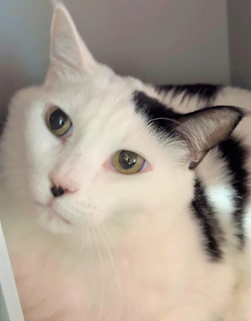 An adult medium-sized female Domestic Medium Hair cat named Milk for adoption in Iowa City, IA
