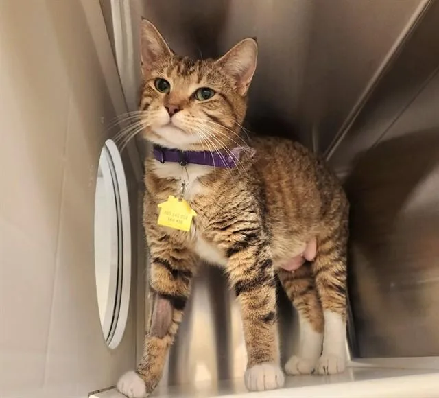 A young small-sized female Domestic Short Hair cat named Magnolia for adoption in St. Louis, MO