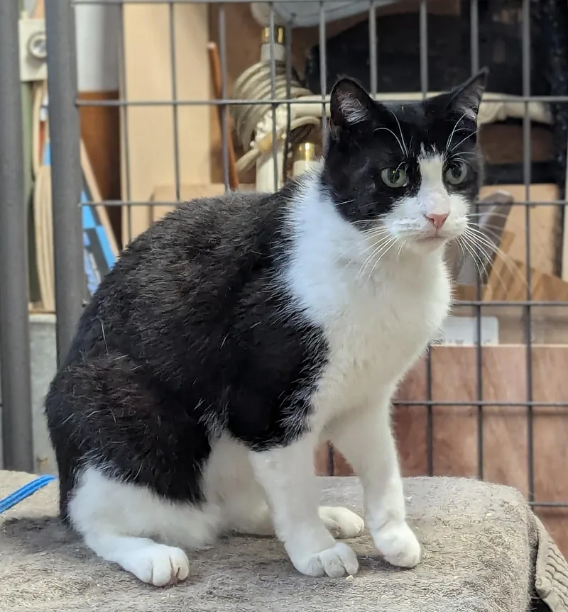 An adult medium-sized female Black & White / Tuxedo Domestic Short Hair cat named Gomeza for adoption in Beaverton, OR