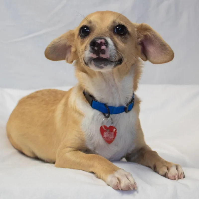 A young small-sized male Yellow / Tan / Blond / Fawn Mixed Breed dog named Grayson for adoption in Medford, OR