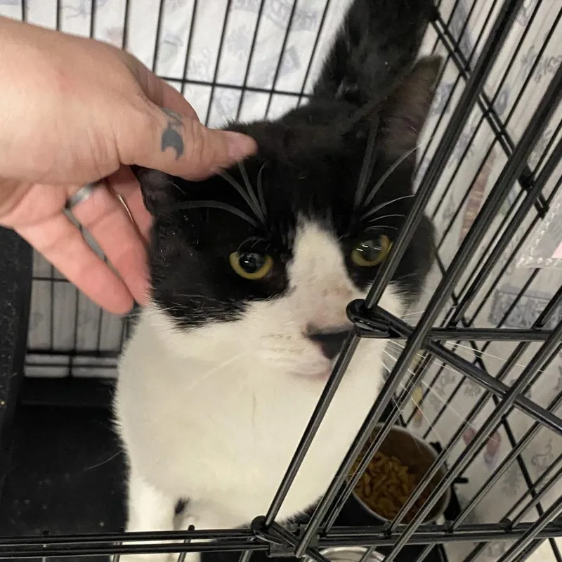 An adult small-sized male Black Domestic Short Hair cat named Espresso for adoption in North Branford, CT