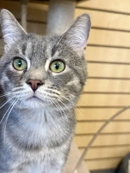 An adult medium-sized male Domestic Short Hair cat named Joshua for adoption in Downers Grove, IL