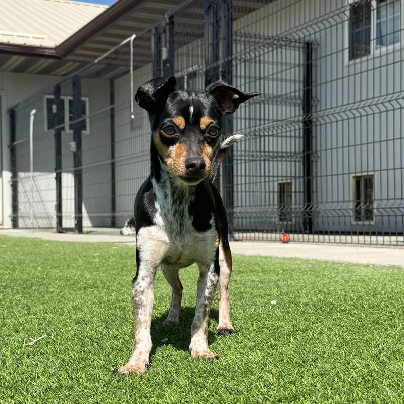 Santiago thumbnail 2