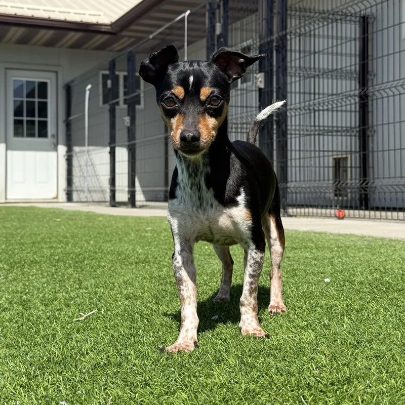 Santiago thumbnail 3