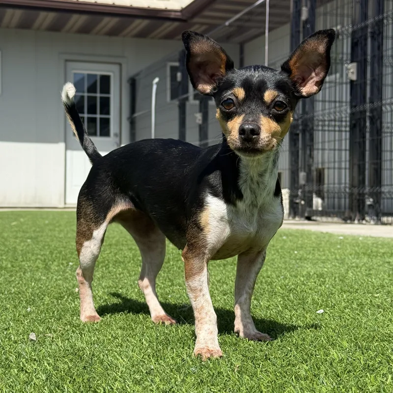 Santiago thumbnail 4