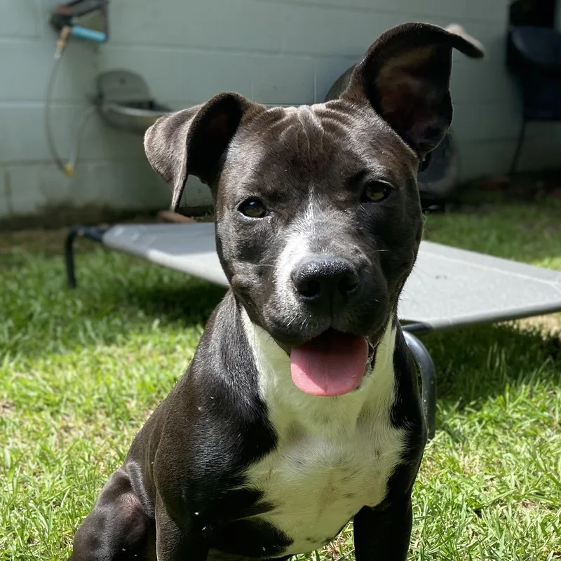 A baby medium-sized female Black Terrier dog named Izzy for adoption in POLKTON, NC
