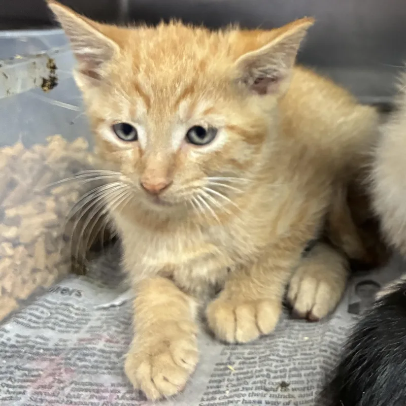 A baby medium-sized male Domestic Short Hair cat named Butters for adoption in Gainesville, VA