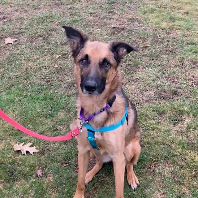 An adult large-sized female German Shepherd Dog dog named Sadie for adoption in Methuen, MA