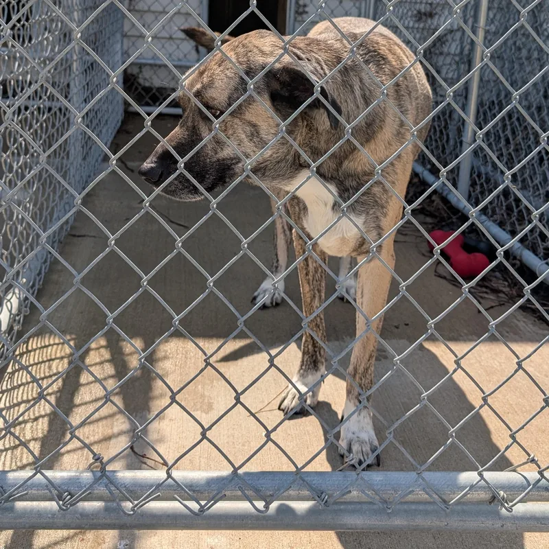 An adult extra large-sized male Yellow / Tan / Blond / Fawn Anatolian Shepherd dog named Star  Looking For for adoption in Ravenna, OH