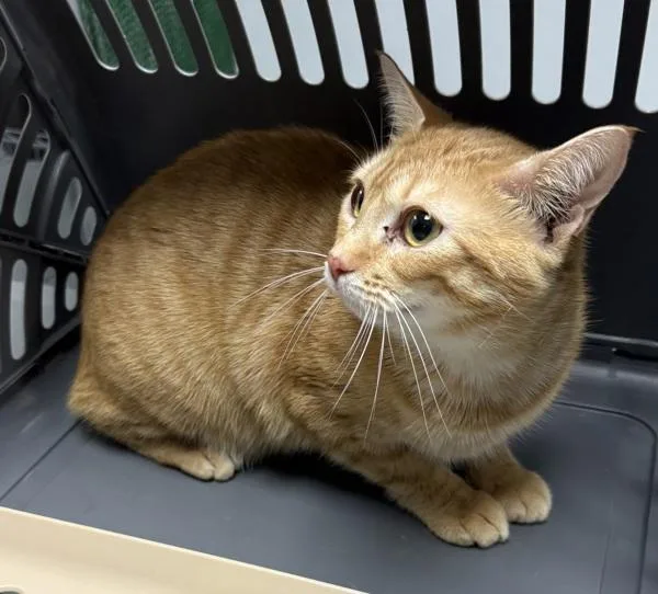 An adult large-sized female Domestic Short Hair cat named Pen Layia for adoption in Lawrenceville, GA