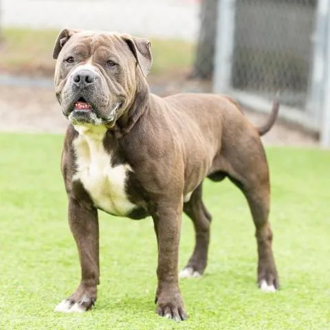 An adult large-sized male Pit Bull Terrier dog named Mr Magoo for adoption in Camarillo, CA