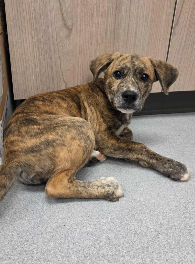A baby medium-sized female Mixed Breed dog named Merida for adoption in Chillicothe, OH