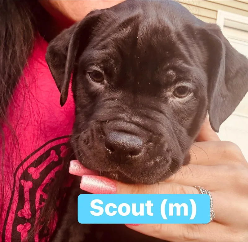 Scout