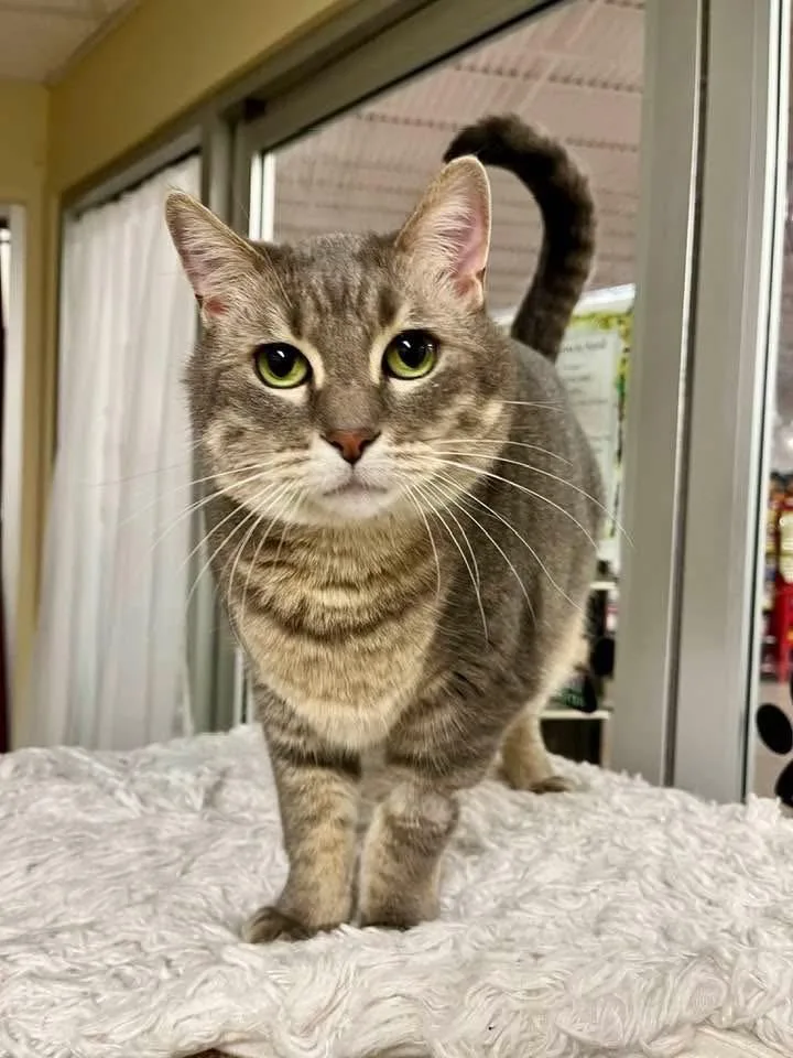 An adult small-sized male Domestic Short Hair cat named Toby for adoption in Ballwin, MO