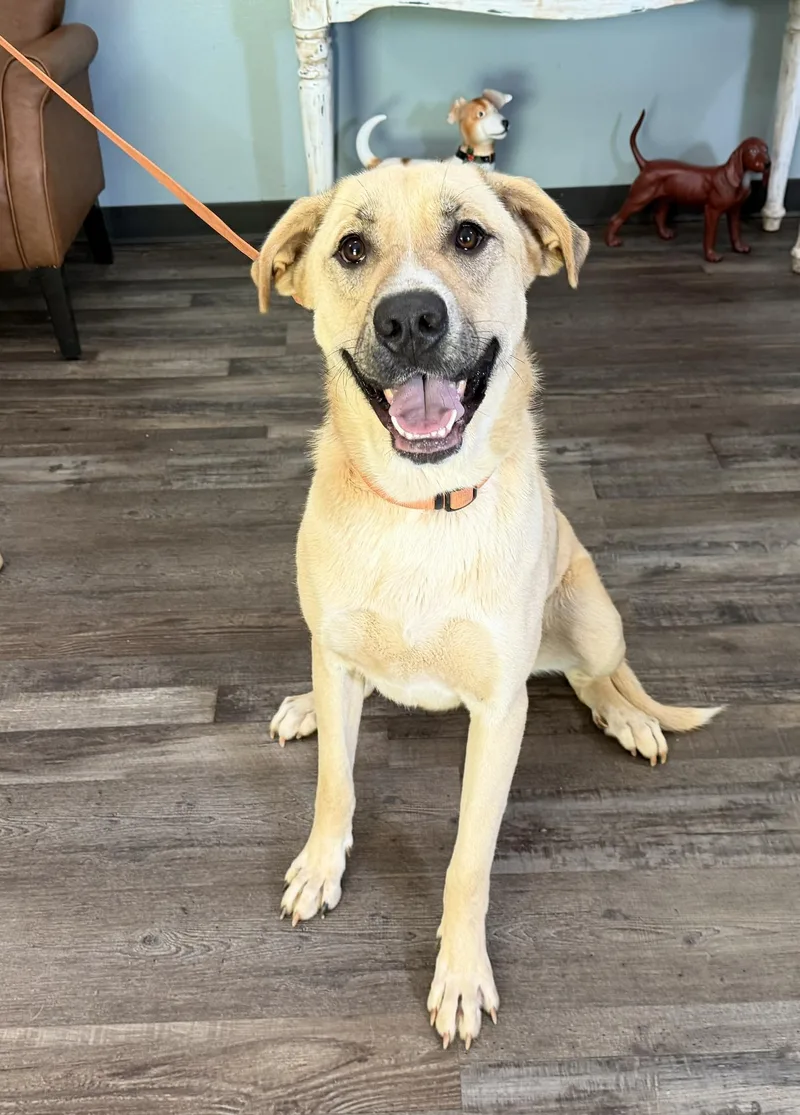 A young large-sized male Yellow / Tan / Blond / Fawn Great Pyrenees dog named Yoshi Baloo for adoption in Andover, MA