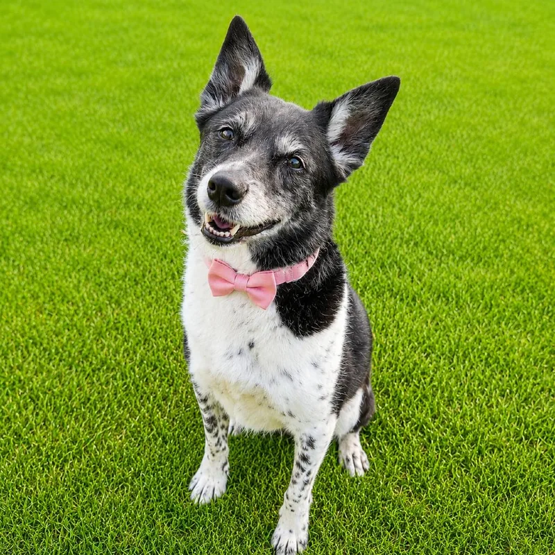 A senior medium-sized female Black Canaan Dog dog named Yukiko for adoption in Binghamton, NY