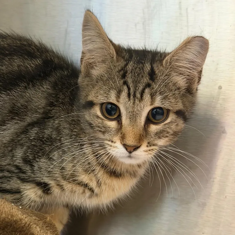 A baby small-sized female Brown / Chocolate Domestic Short Hair cat named Chardonnay for adoption in East Hanover, NJ