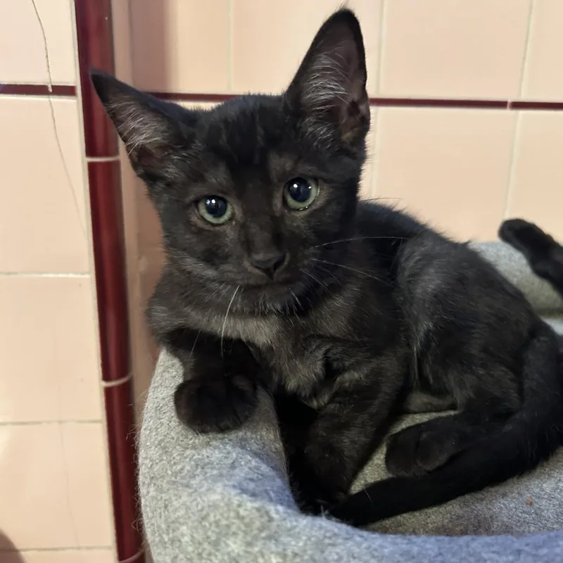 Smoking Joe thumbnail 2