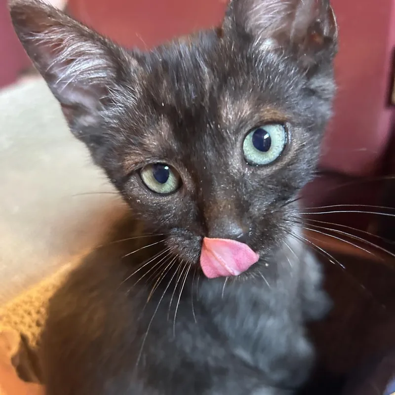 Smoking Joe thumbnail 3