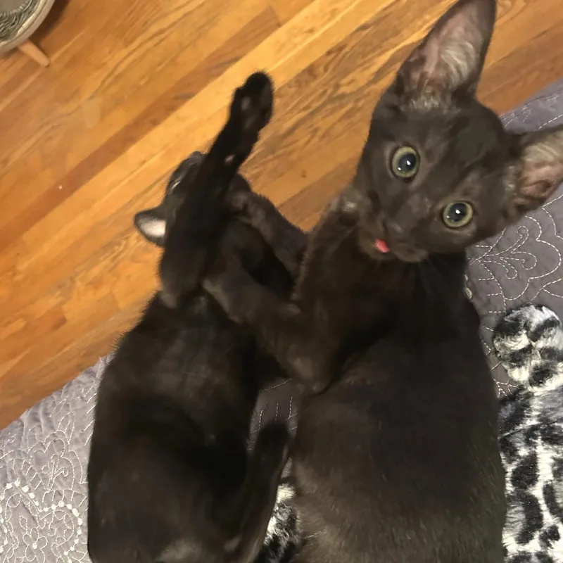 Smoking Joe thumbnail 4