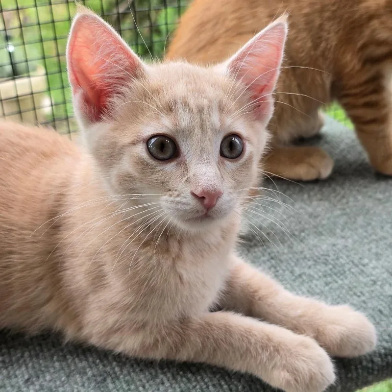 A baby small-sized male Buff / Tan / Fawn Domestic Short Hair cat named Tippy for adoption in Rochester, MN