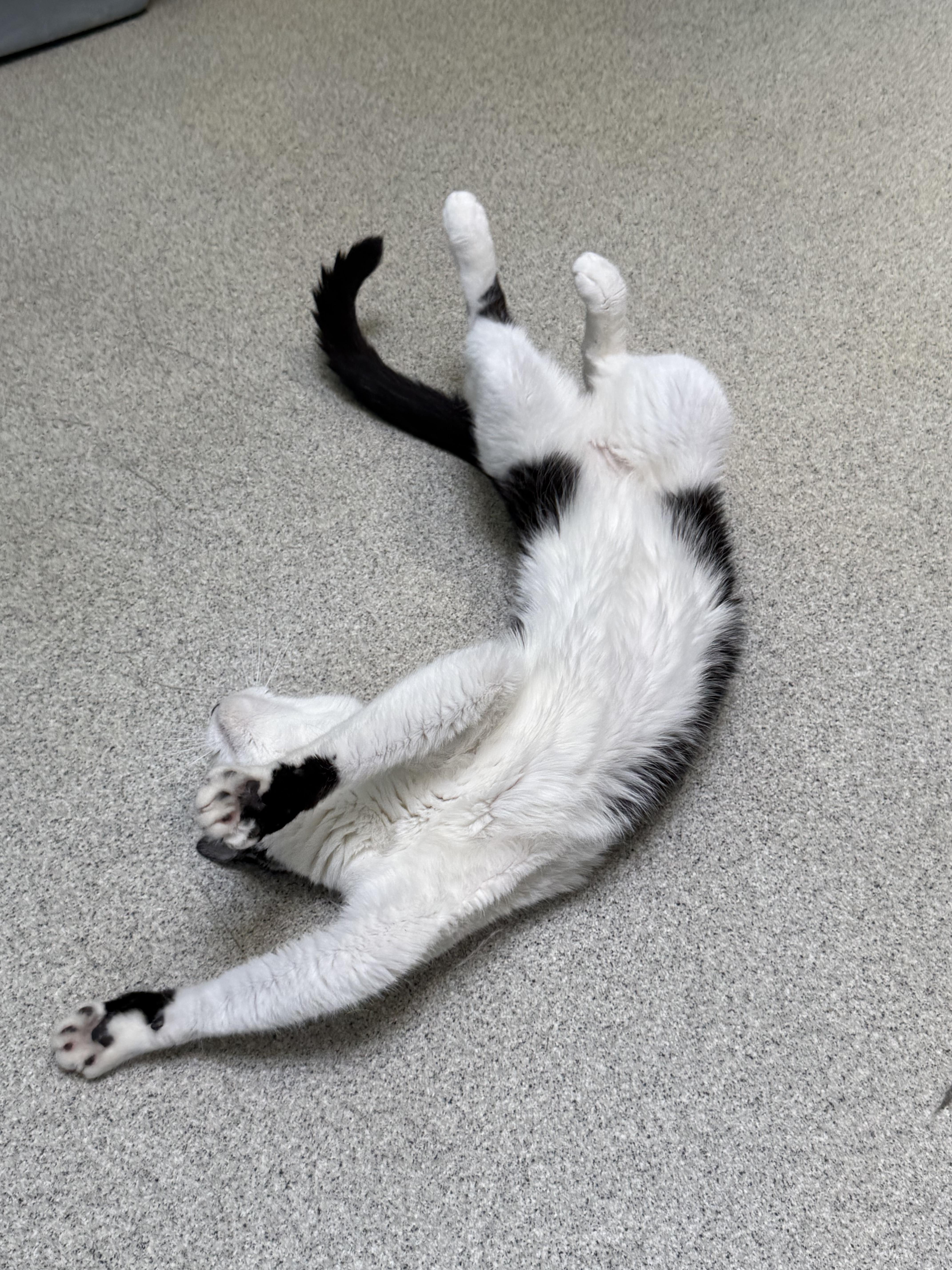 A young medium-sized male Tuxedo cat named Cupid for adoption in Newport Beach, CA