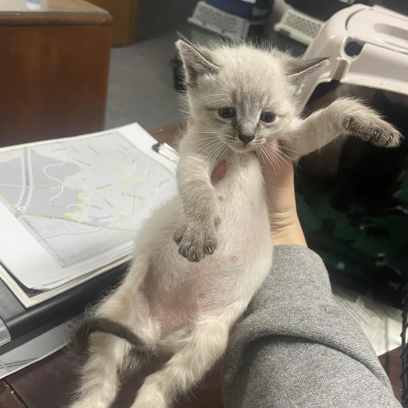 A baby small-sized male Cream / Ivory Domestic Short Hair cat named Yeti for adoption in Wichita, KS