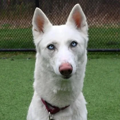 An adult medium-sized female Mixed Breed dog named Gladys for adoption in Westbrook, ME