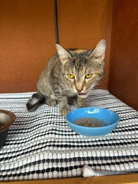 A young medium-sized female Domestic Short Hair cat named Princess Pickles for adoption in Fort Oglethorpe, GA