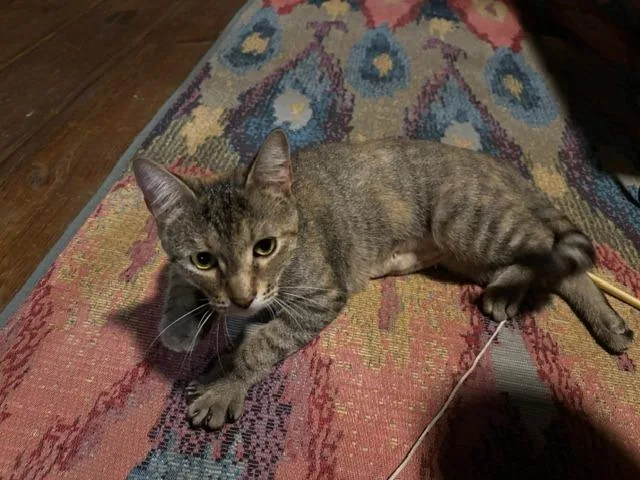 Princess Pickles thumbnail 3