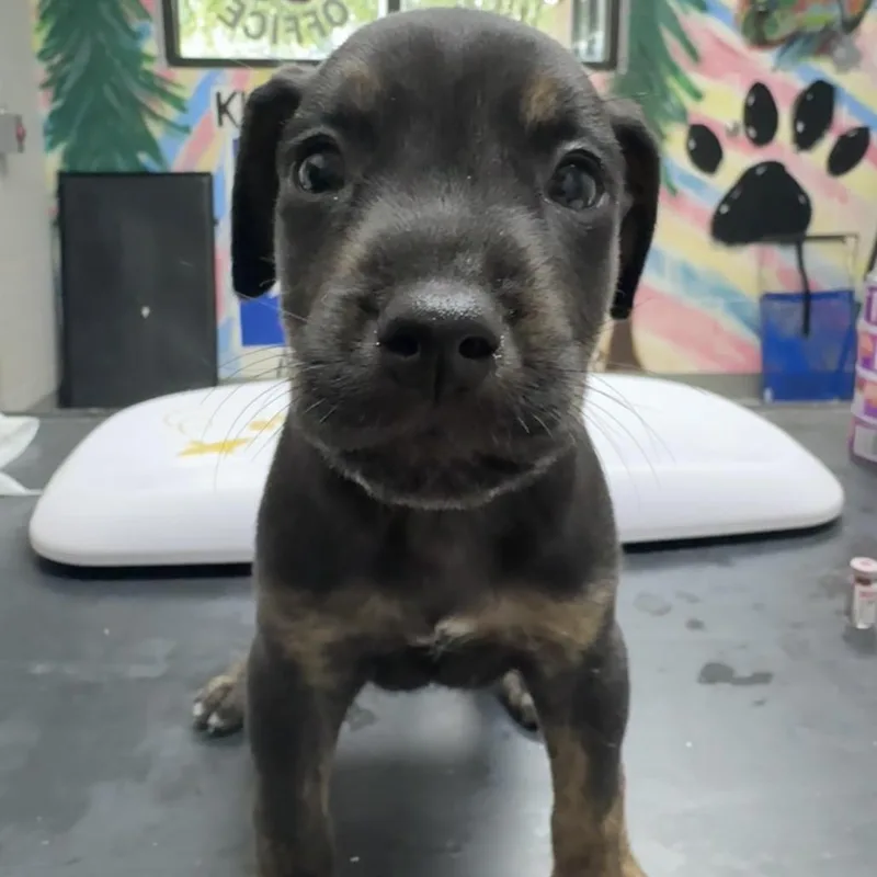 A baby small-sized male Black Pit Bull Terrier dog named Kamakazie for adoption in Lufkin, TX