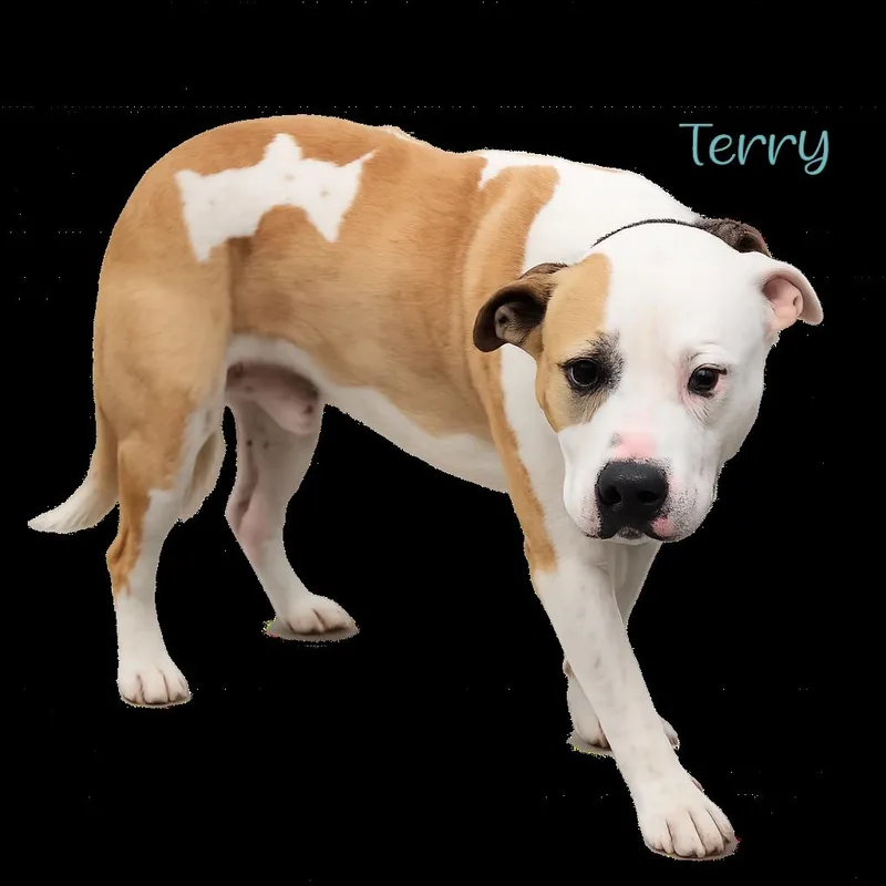 Terry
