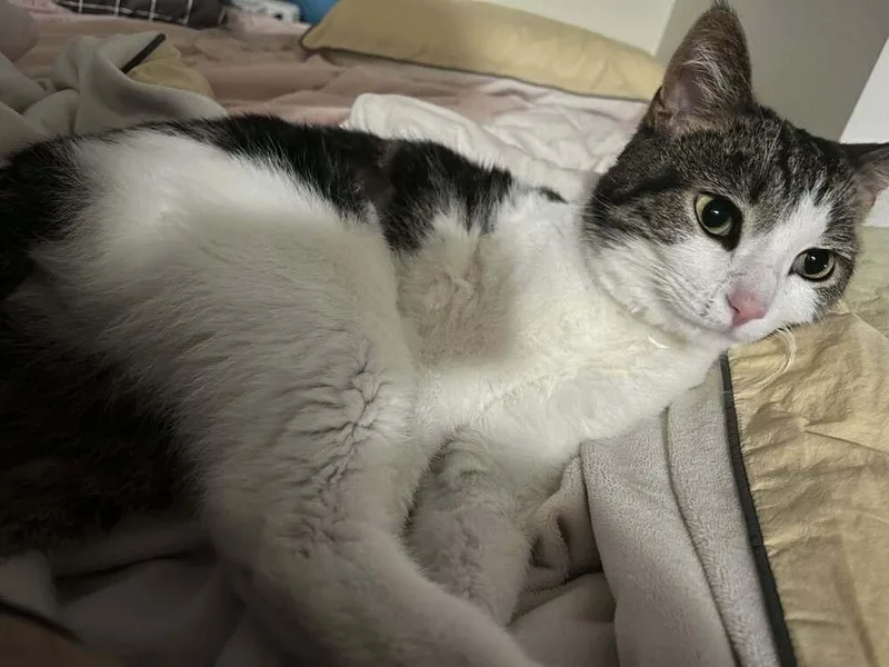 An adult medium-sized male Black & White / Tuxedo Domestic Short Hair cat named Teddy for adoption in Chicago, IL