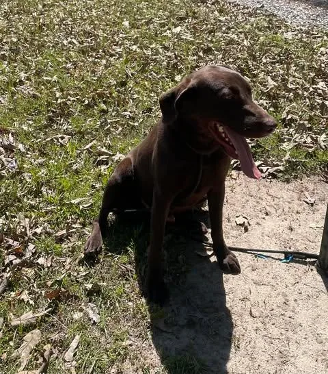 A young large-sized male Brown / Chocolate Chocolate Labrador Retriever dog named Alex for adoption in Bethpage, NY