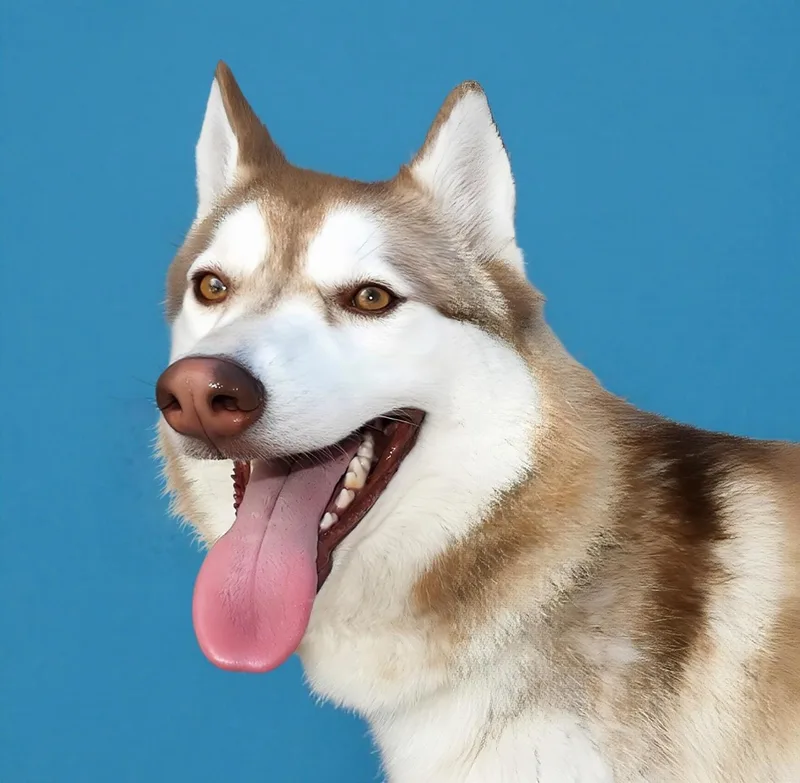 A young medium-sized male Siberian Husky dog named Bear for adoption in Pasadena, CA