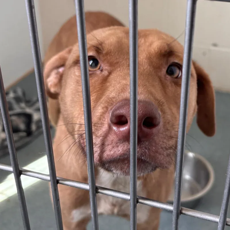 An adult medium-sized female Pit Bull Terrier dog named Mila for adoption in Portland, IN