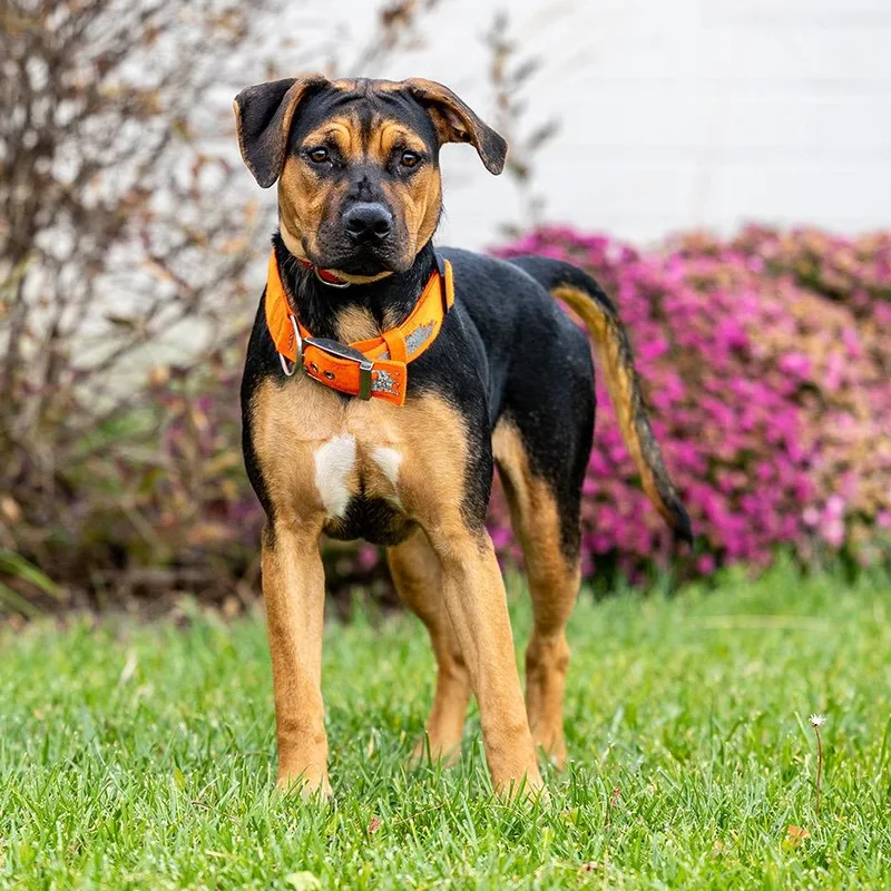 A young large-sized female Black Rottweiler dog named Whitney for adoption in Council Bluffs, IA