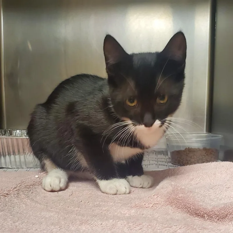 A baby small-sized male Black Domestic Short Hair cat named Tyler for adoption in Milton, FL